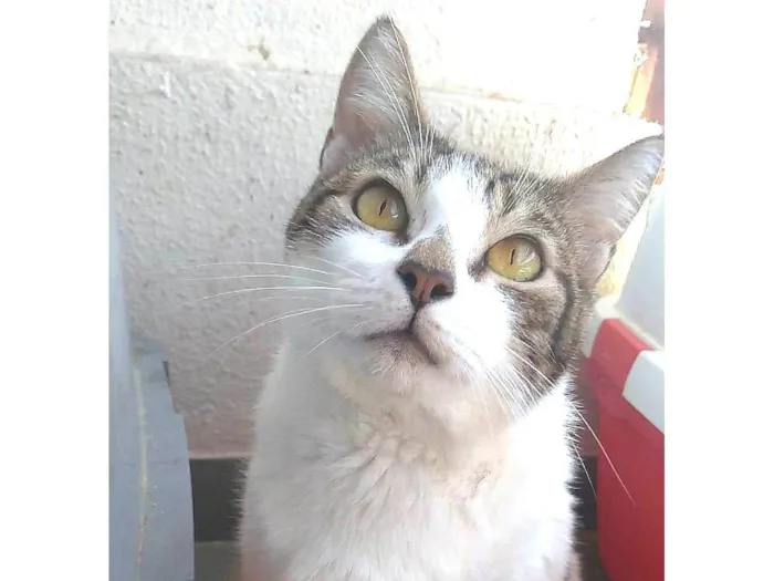 Gato ra a srd idade 2 anos nome MADONA