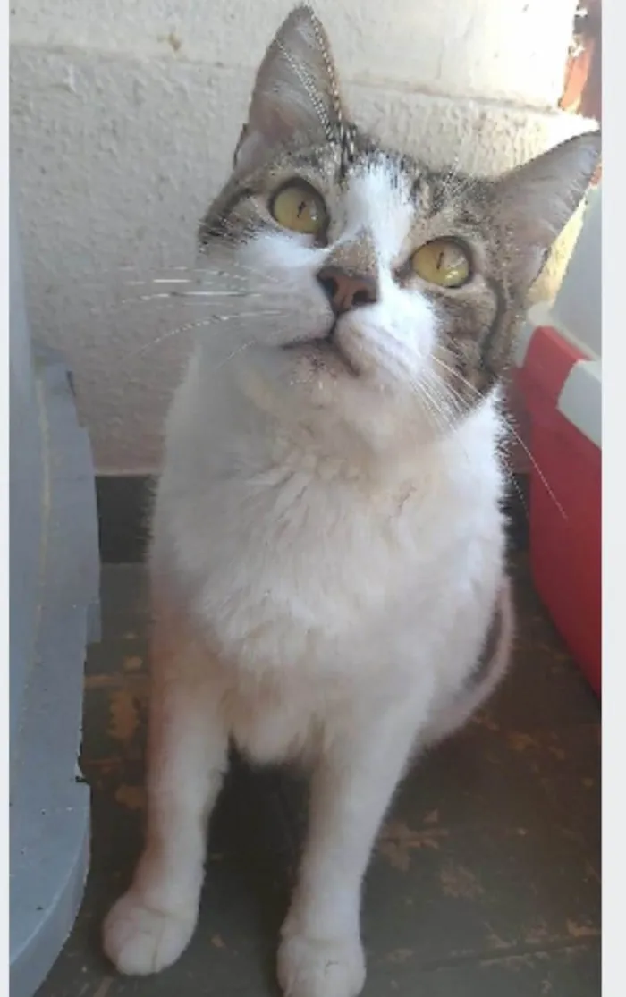 Gato ra a srd idade 2 anos nome MADONA