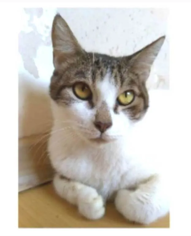 Gato ra a srd idade 2 anos nome MADONA