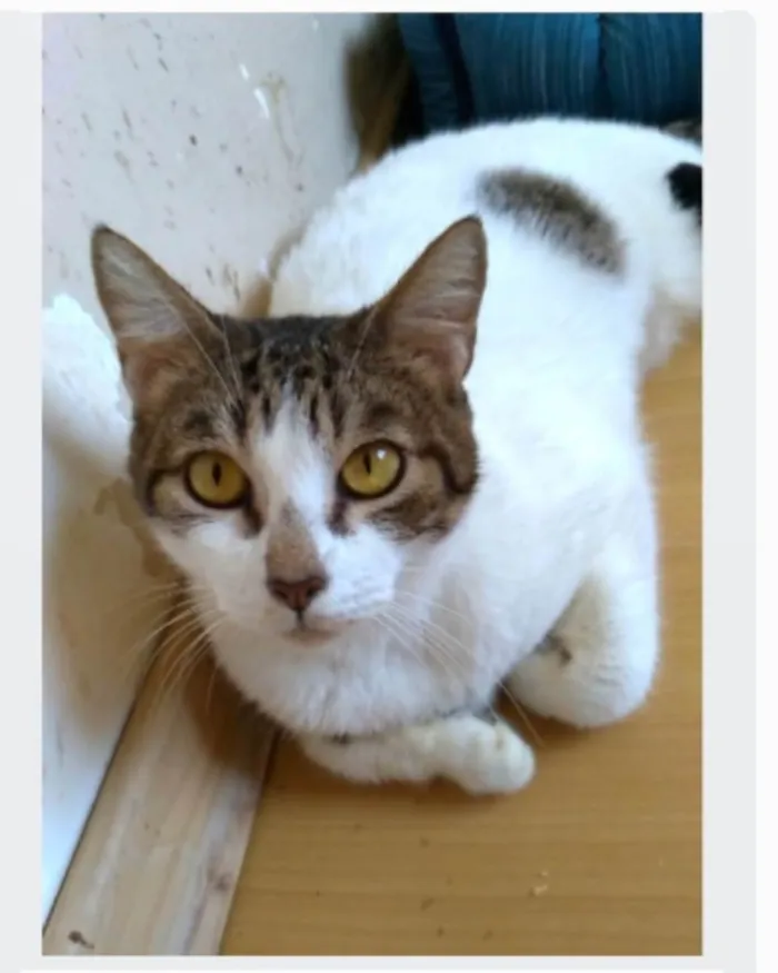 Gato ra a srd idade 2 anos nome MADONA