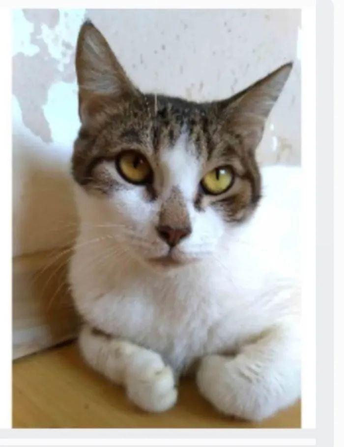 Gato ra a srd idade 2 anos nome MADONA