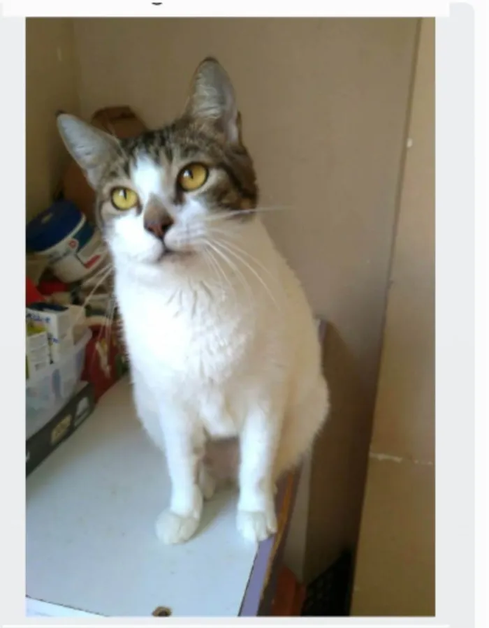 Gato ra a srd idade 2 anos nome MADONA