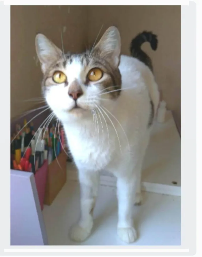 Gato ra a srd idade 2 anos nome MADONA