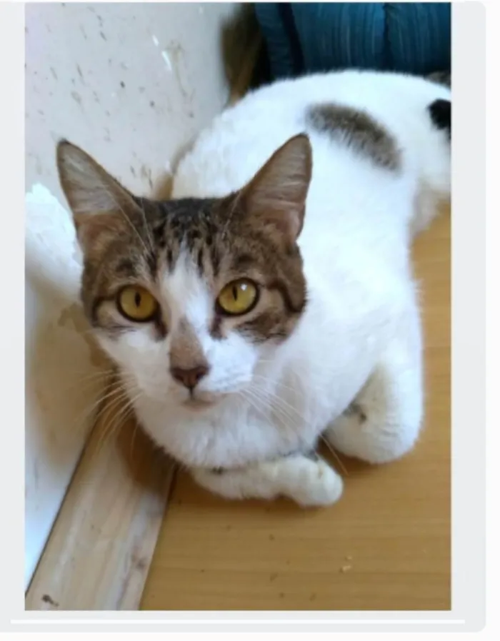 Gato ra a srd idade 2 anos nome MADONA
