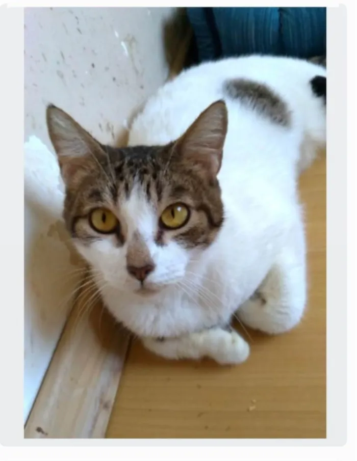 Gato ra a srd idade 2 anos nome MADONA