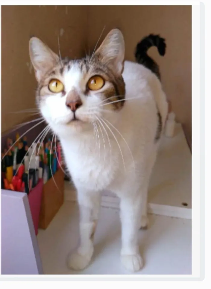 Gato ra a srd idade 2 anos nome MADONA