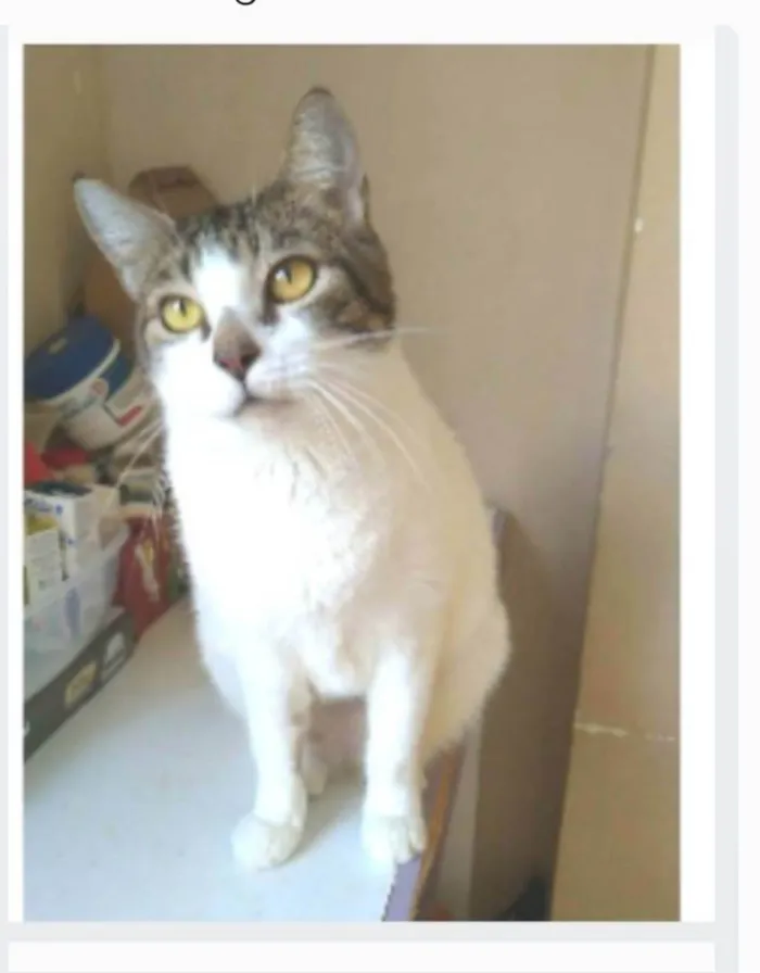 Gato ra a srd idade 2 anos nome MADONA