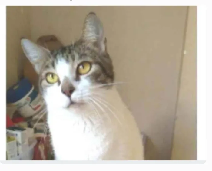 Gato ra a srd idade 2 anos nome MADONA