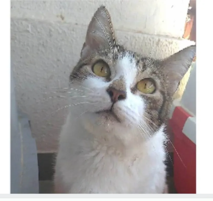 Gato ra a srd idade 2 anos nome MADONA