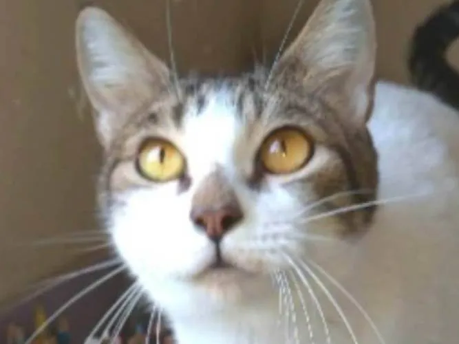 Gato ra a srd idade 2 anos nome MADONA