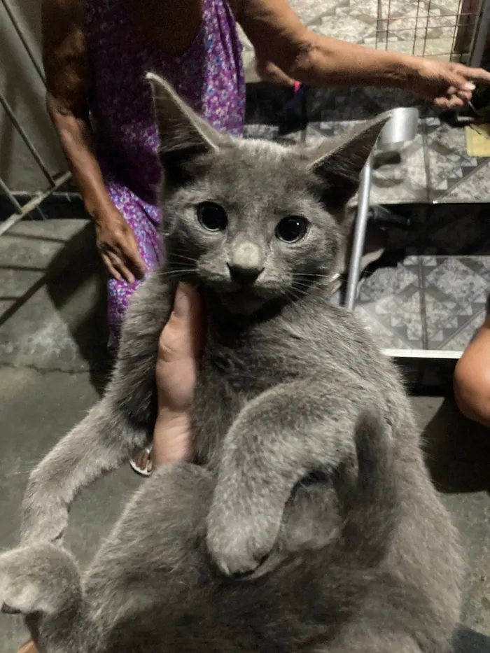 Gato ra a Srd idade 2 a 6 meses nome .....