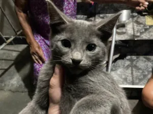 Gato raça Srd idade 2 a 6 meses nome .....