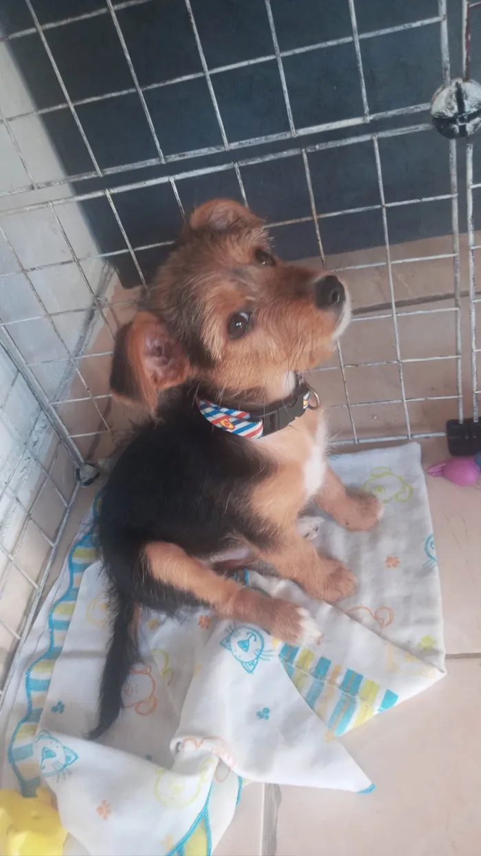 Cachorro ra a Yorkshire idade 2 a 6 meses nome theise