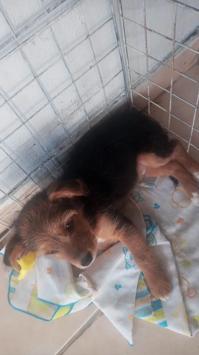 Cachorro ra a Yorkshire idade 2 a 6 meses nome theise