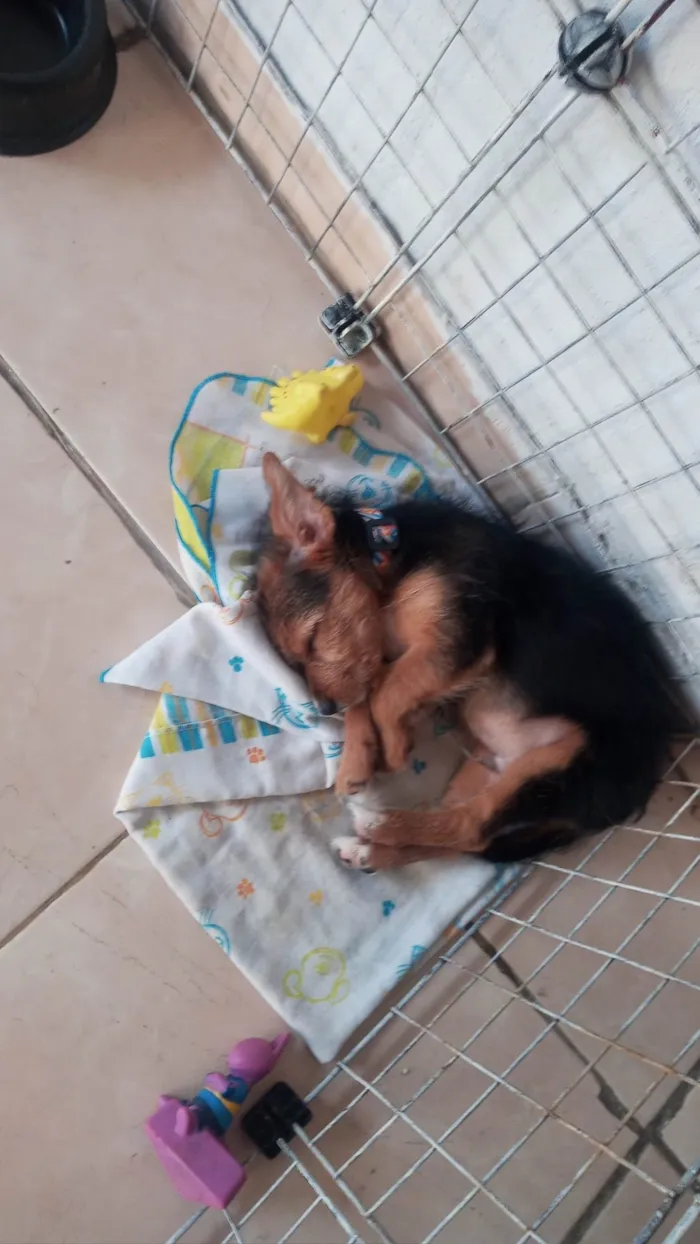 Cachorro ra a Yorkshire idade 2 a 6 meses nome theise