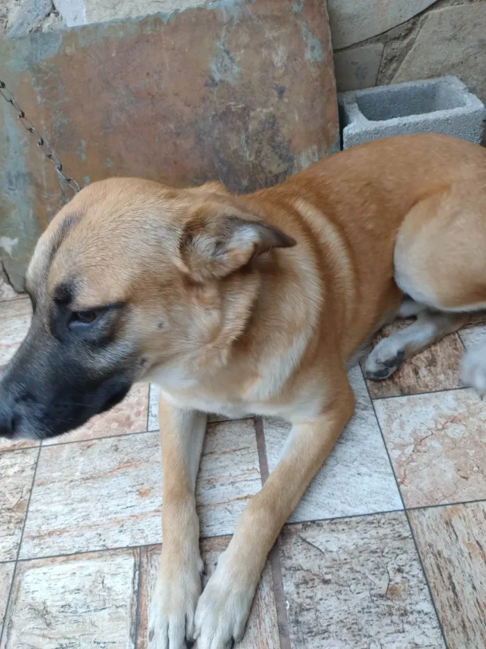 Cachorro ra a Pastor com viralata  idade 1 ano nome Luck