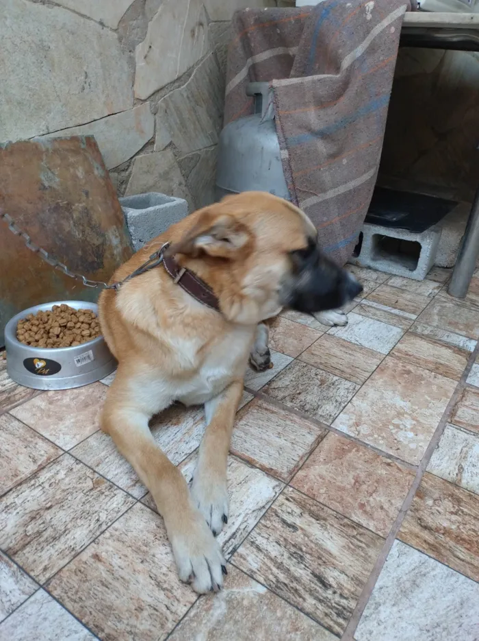 Cachorro ra a Pastor com viralata  idade 1 ano nome Luck