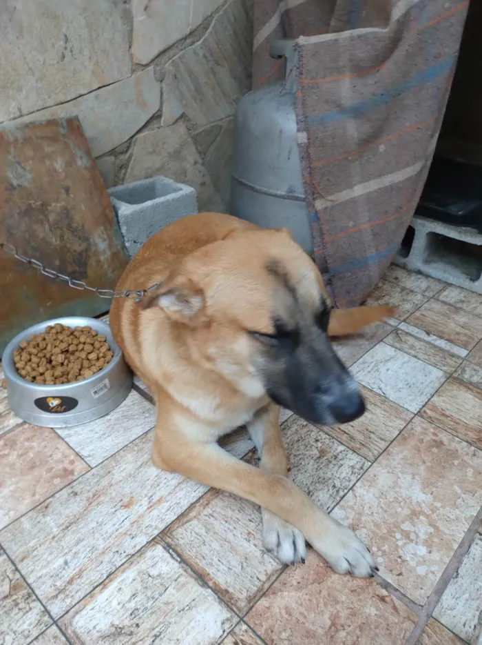 Cachorro ra a Pastor com viralata  idade 1 ano nome Luck