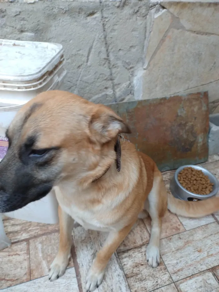 Cachorro ra a Pastor com viralata  idade 1 ano nome Luck