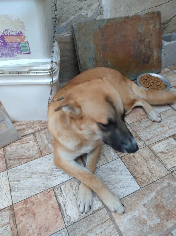 Cachorro ra a Pastor com viralata  idade 1 ano nome Luck