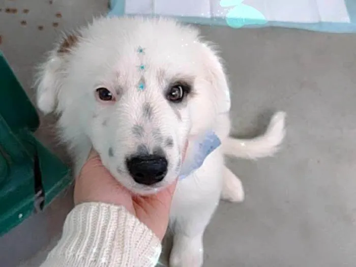 Cachorro ra a Border collie  idade 2 a 6 meses nome Maylo