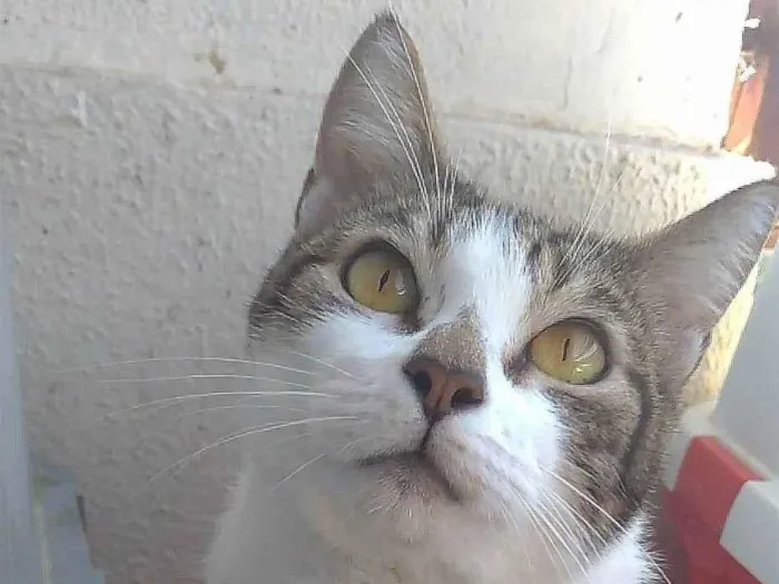 Gato ra a srd idade 2 anos nome MADONA
