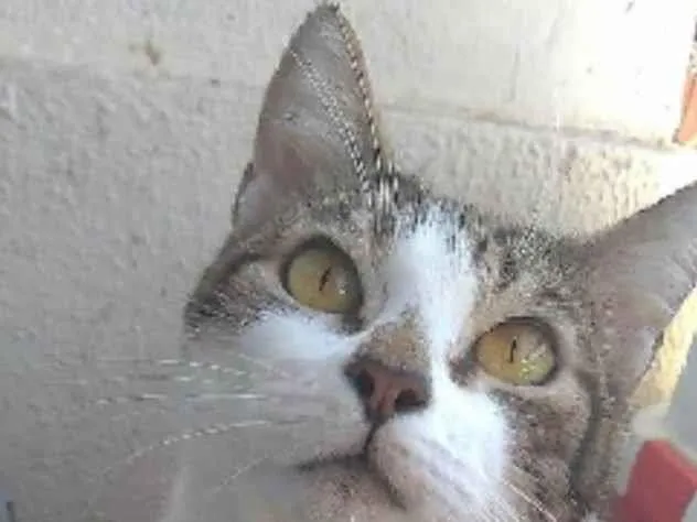 Gato ra a srd idade 2 anos nome MADONA