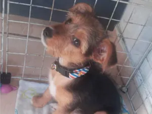 Cachorro raça Yorkshire idade 2 a 6 meses nome theise