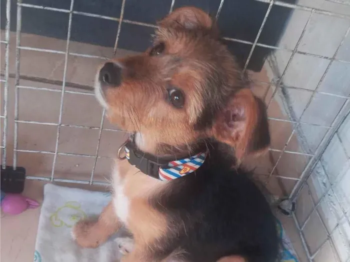 Cachorro ra a Yorkshire idade 2 a 6 meses nome theise