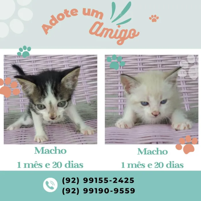 Gato ra a Ciamês  idade Abaixo de 2 meses nome Não tem nome