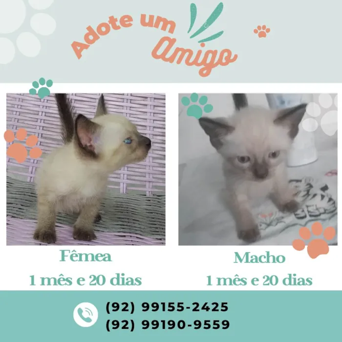Gato ra a Ciamês  idade Abaixo de 2 meses nome Não tem nome