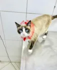Kiara