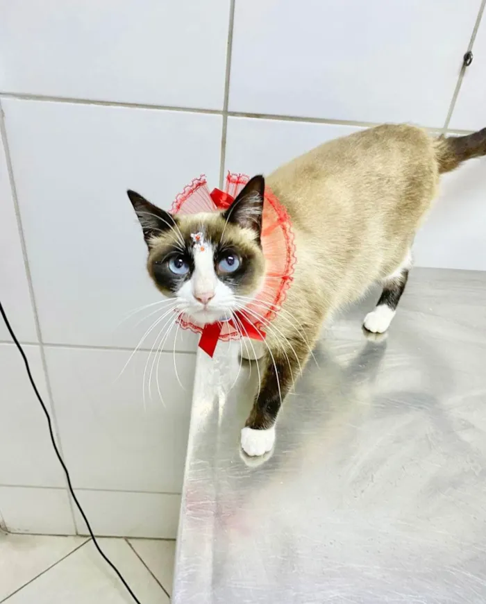 Gato ra a  idade 2 anos nome Kiara