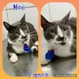 Noé