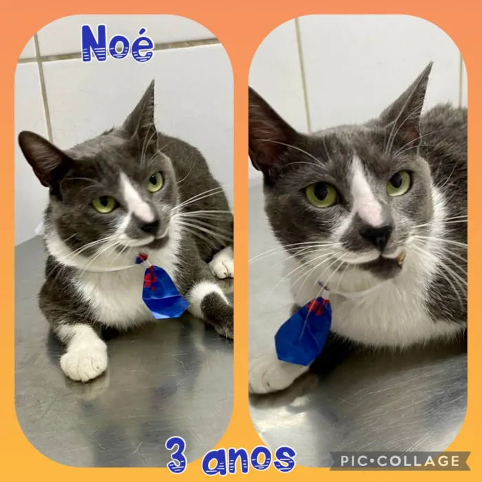 Gato ra a  idade 3 anos nome Noé