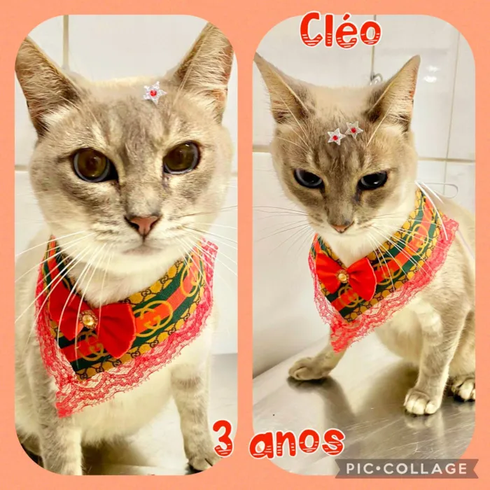 Gato ra a  idade 3 anos nome Cléo