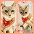 Cléo