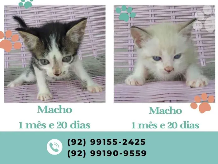 Gato ra a  idade Abaixo de 2 meses nome Não tem nome
