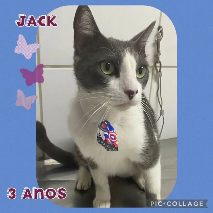 Cachorro ra a  idade 3 anos nome Jack