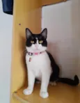 Amora