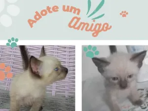 Gato raça Ciamês  idade Abaixo de 2 meses nome Não tem nome