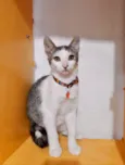 Oliver