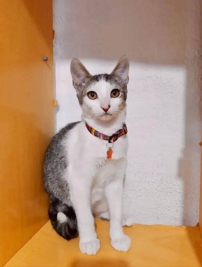 Gato ra a  idade 1 ano nome Oliver
