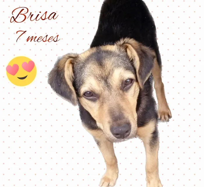 Cachorro ra a  idade 7 a 11 meses nome Brisa