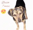 Brisa