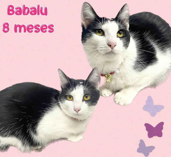 Gato ra a  idade 7 a 11 meses nome Babalu