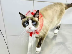 Gato raça  idade 2 anos nome Kiara