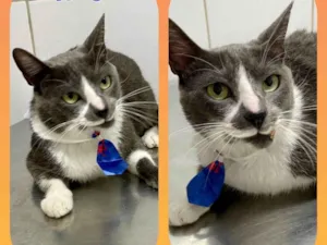 Gato raça  idade 3 anos nome Noé