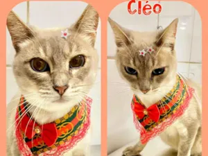 Gato raça  idade 3 anos nome Cléo