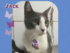 Cachorro raça  idade 3 anos nome Jack